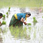 देशभर एक लाख ३७ हजार हेक्टर जमिनमा रोपाइँ