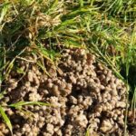इलाममा अदुवाले आकर्षक मूल्य पाएपछि खेती विस्तार गर्दै किसान aduwa