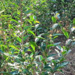 नुवाकोटको ‘घ्याङस्वारा अर्ग्यानिक चिया’को मूल्य प्रतिकिलो ६ हजार chiya